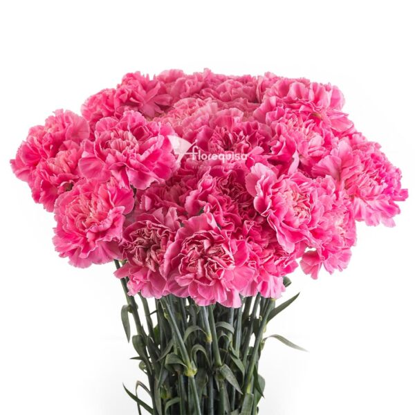 Carnation Minami Feminine