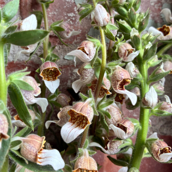 Foxglove Cafe Creme - Eddy