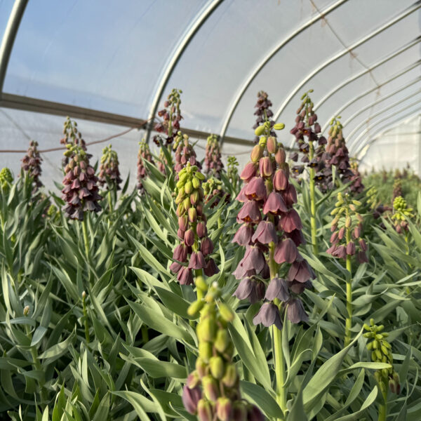 Fritillaria Persica Regular 5st - Eddy