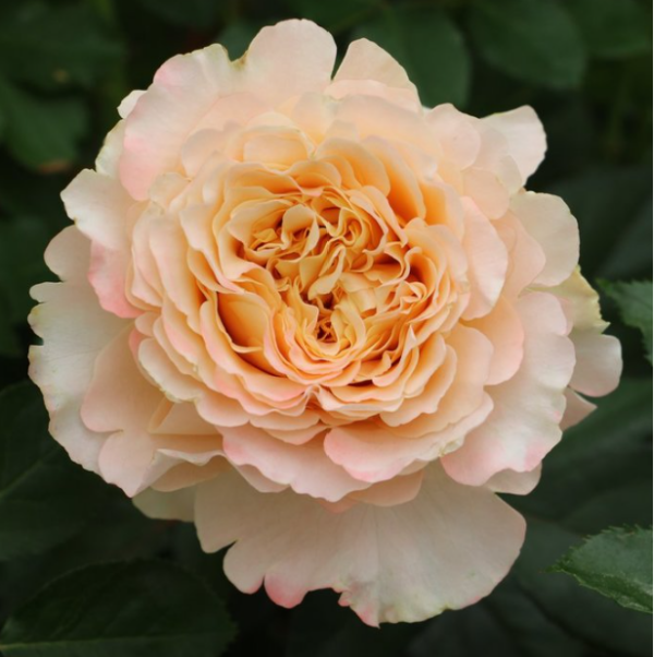 Rose Garden Allyson - Eufloria