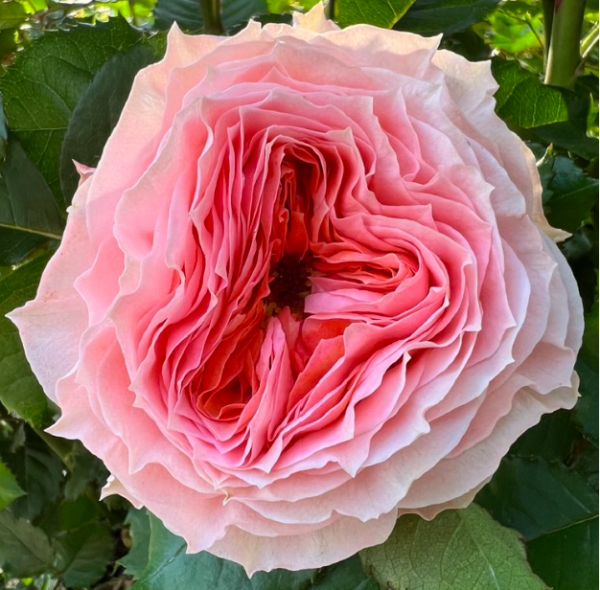 Rose Garden Georgia Peach - Eufloria