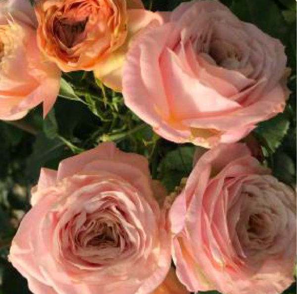 Rose Garden Spray Chantilly Lace - Eufloria