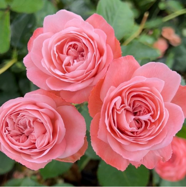 Rose Garden Spray Forever Parasol - Eufloria