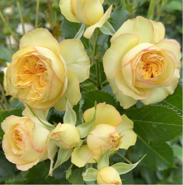 Rose Garden Spray Yoga Trendsetter - Eufloria