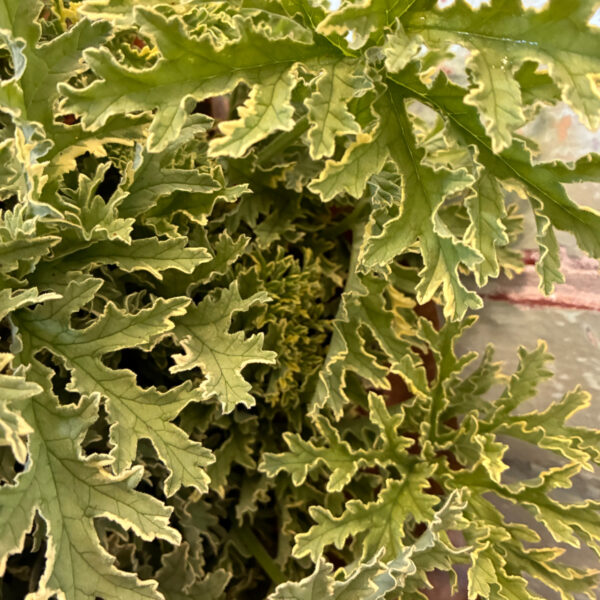 Geranium Variagated - Eddy