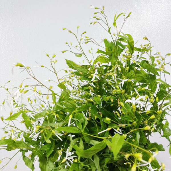 Gillenia Trifolata