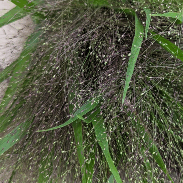 Grass Frosted Explosion - Eddy