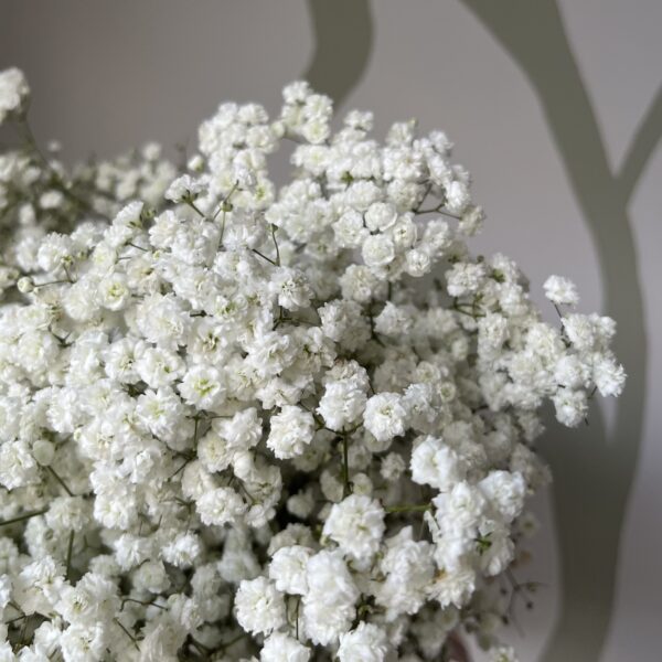 Gypsophila Xlence