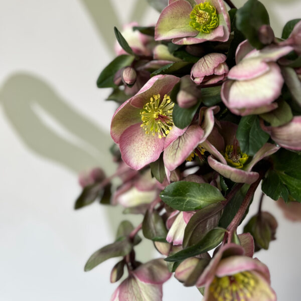 Helleborus Bayli's Blush