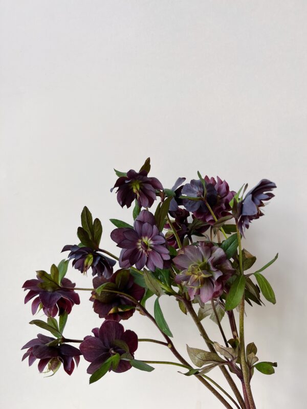 Hellebore Dbl Black Oriental - Hautau