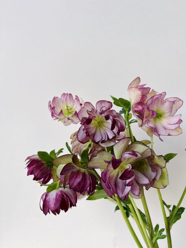 Ranunculus Stripes - Hautau