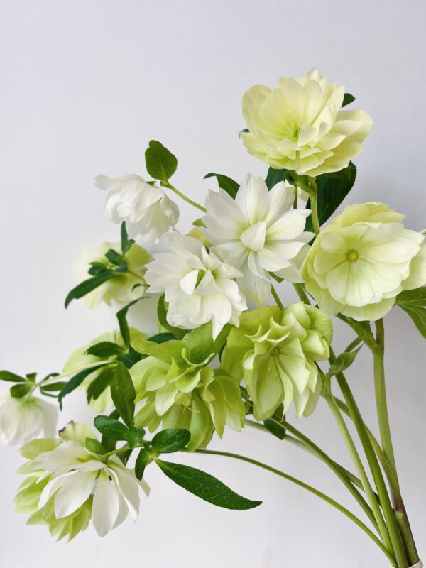 Ranunculus White - Hautau
