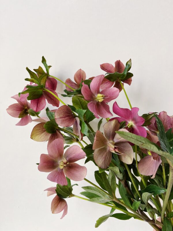 Hellebore Rose Shades - Hautau