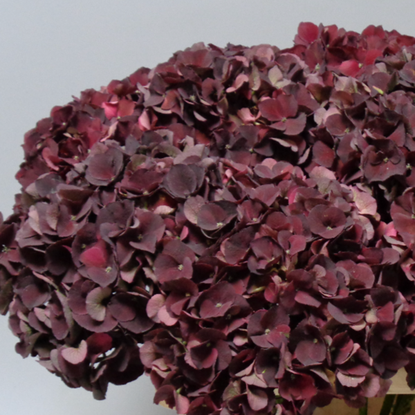 Hydrangea Classic Magical Dark Ruby