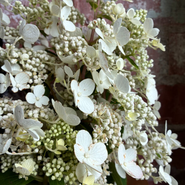 Hydrangea Lacy White Large - Eddy