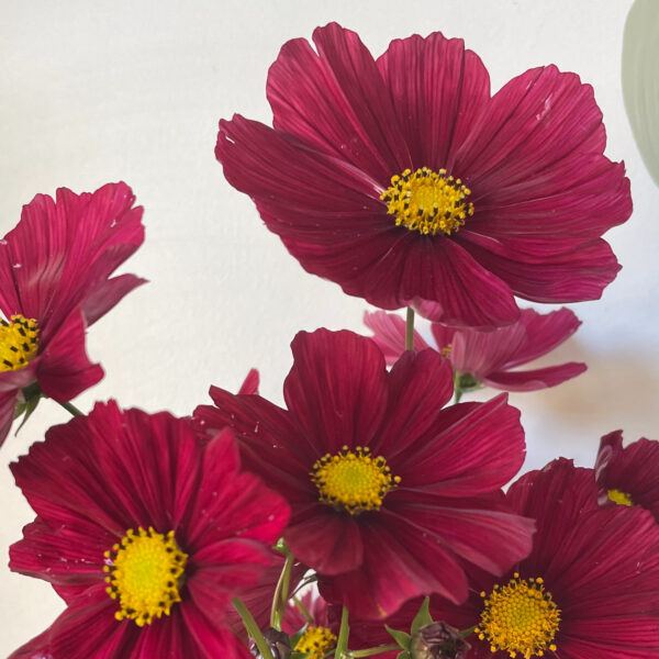 Cosmos Rubenza - Eddy