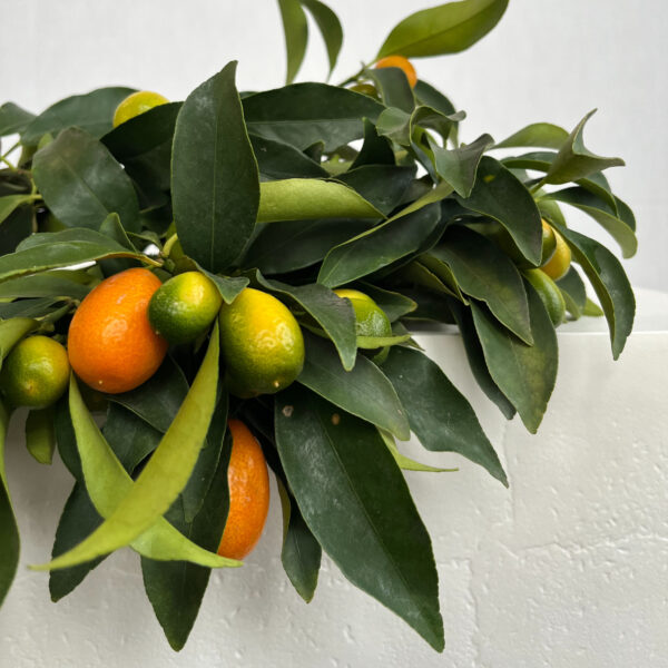 Kumquat