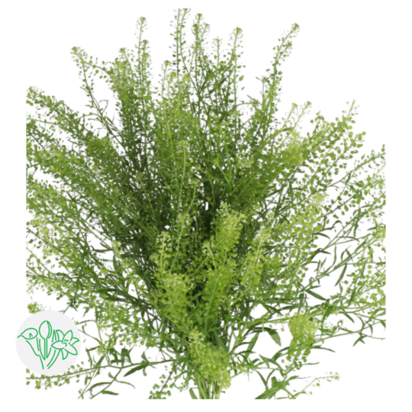 Lepidium Green Dragon