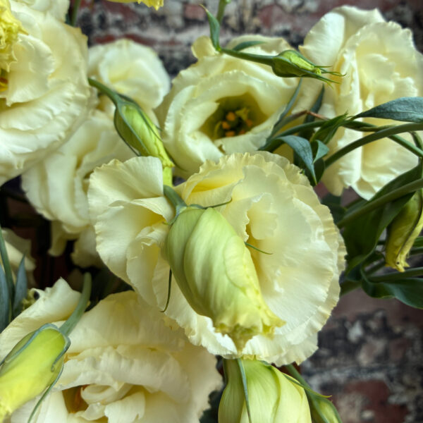 Lisianthus Arena Gold (10st) - Edddy