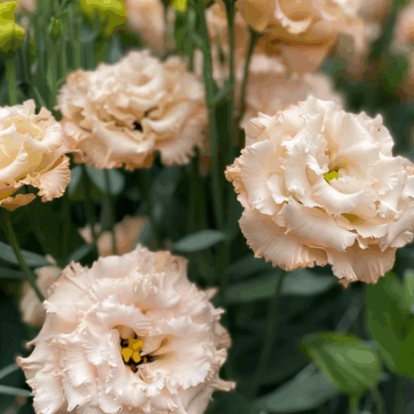 Lisianthus Celeb Apricot (10st) - Eddy