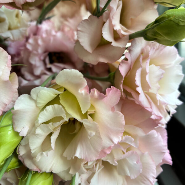 Lisianthus Celeb Beige Neo (10st) - Eddy