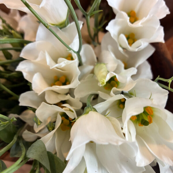 Lisianthus Solo White (10st) - Eddy