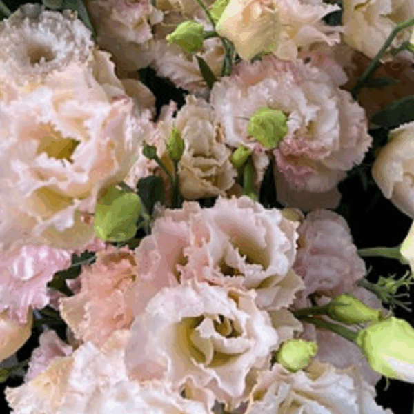 Lisianthus Voyage Champagne (10st) - Eddy