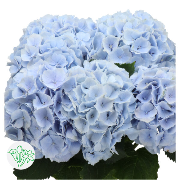 Hydrangea Verena Blue 60Cm