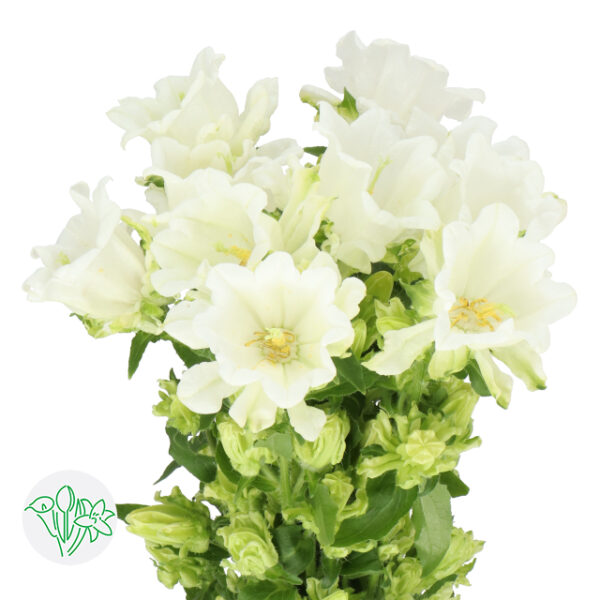 Campanula Medium Mont Blanc