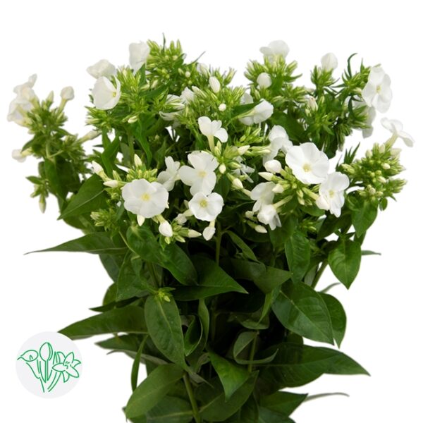 Phlox Icecap Dutch Special