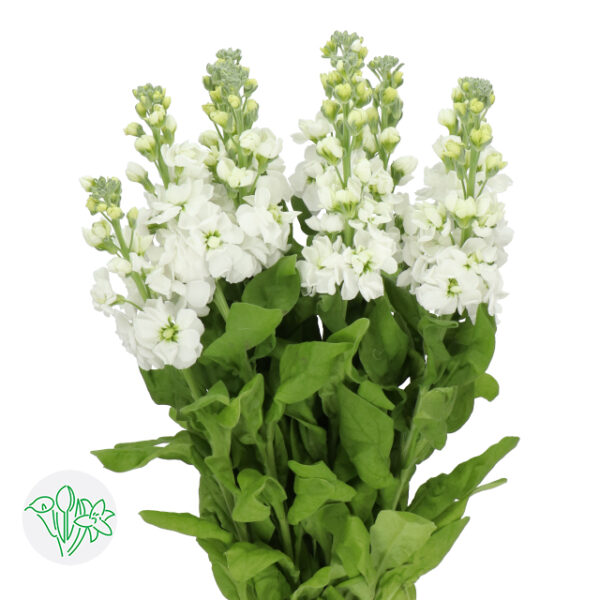 Stock Centum White