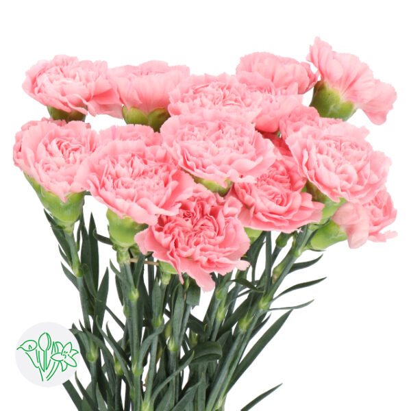 Carnation Pink Montezuma