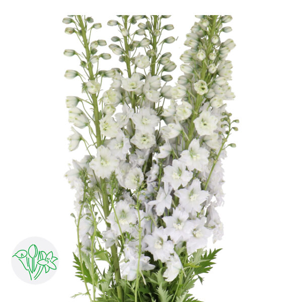 Delphinium Hybr Dewi Impressive White 90cm