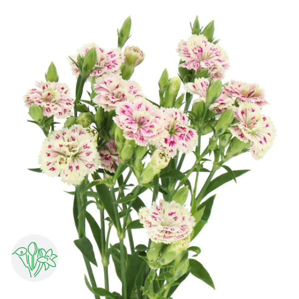 Carnation Spray Raffine Elea