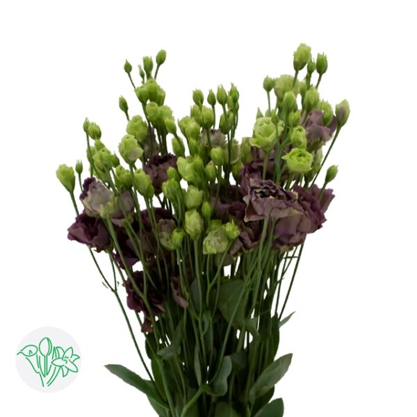 Lisianthus Dbl Rosenne Black Pearl