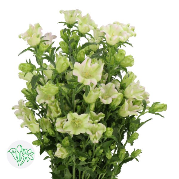 Campanula Medium Evergreen Single Pink