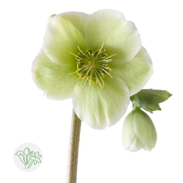 Helleborus Molly's White