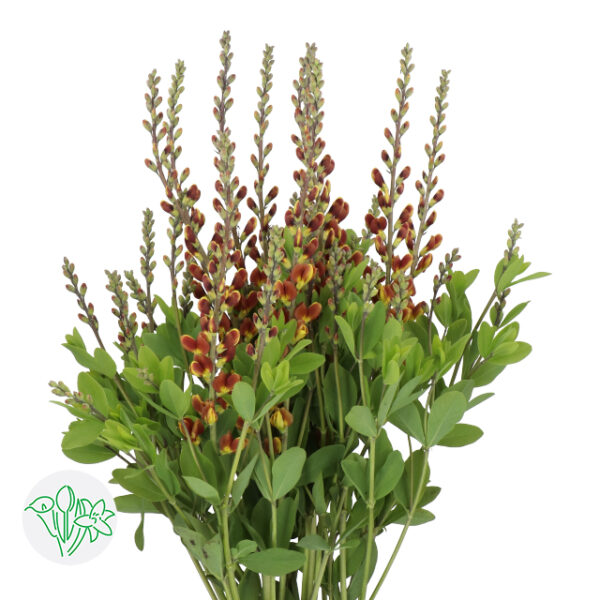 Baptisia Brown/Yellow
