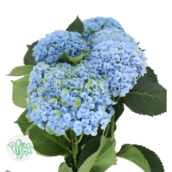 Hydrangea Magical Revolution