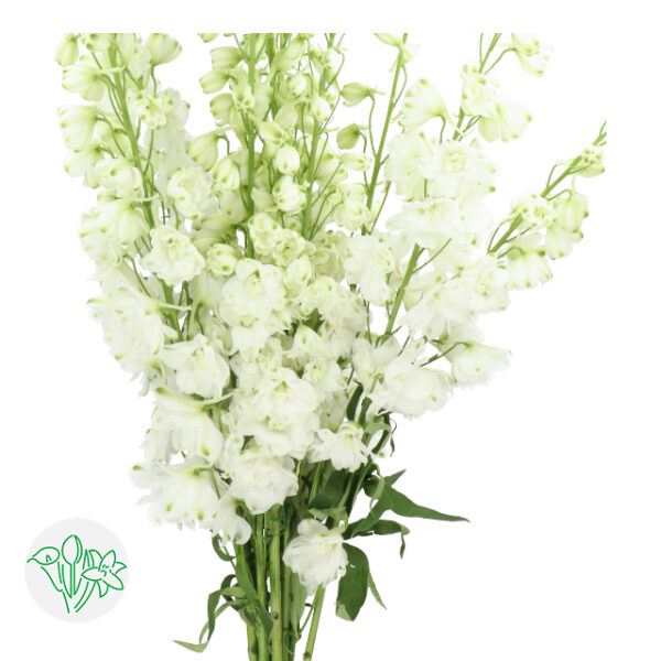 Delphinium Hybr Dble Centurion White 90Cm