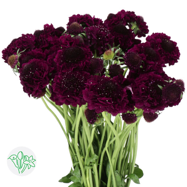 Scabiosa Cranberry Scoop