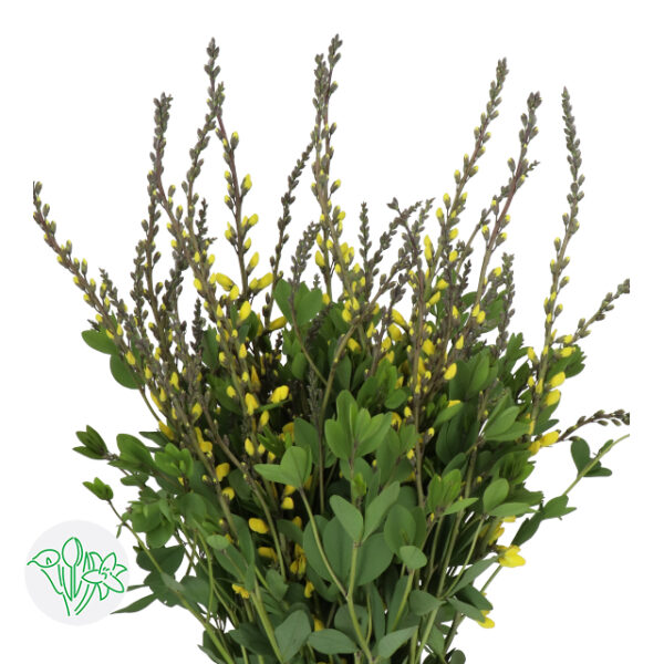 Baptisia Light Yellow