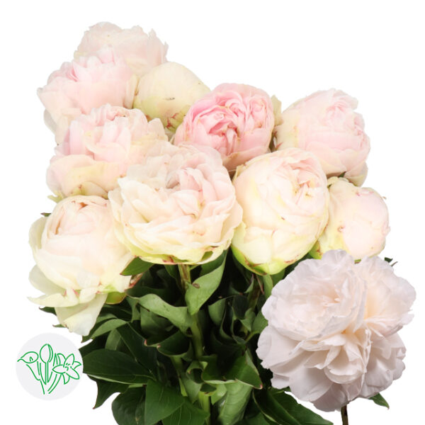 Peony Mothers Choice 60cm