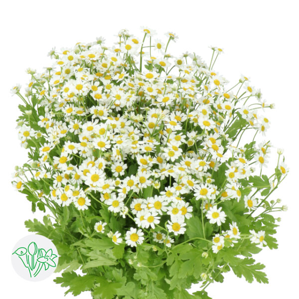 Feverfew