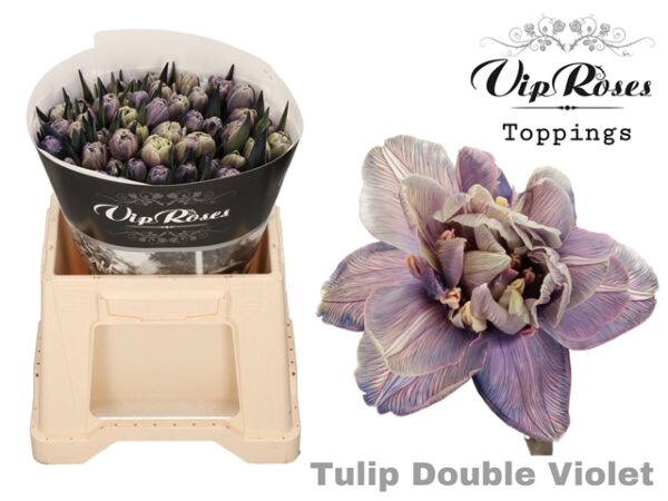 Tulip Dyed Dbl Violet