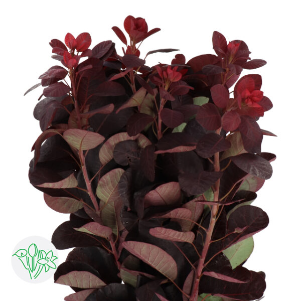 Cotinus Royal Purple