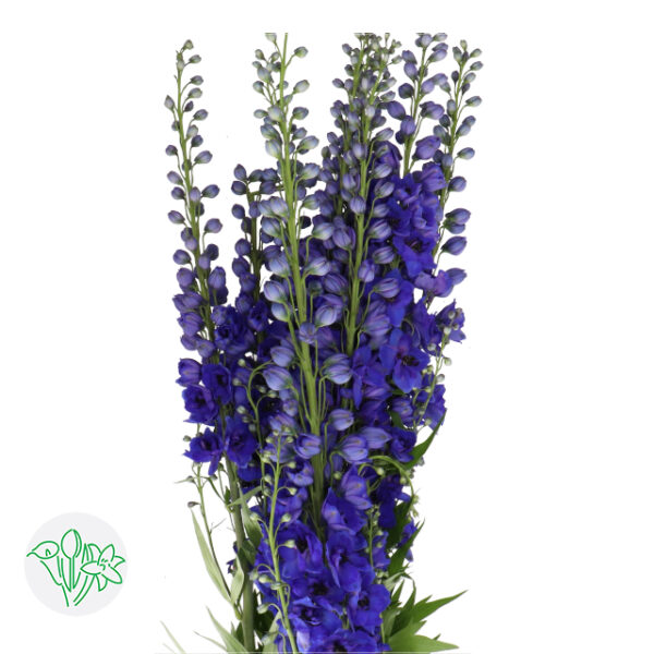 Delphinium Hybr Delphi's Holland Glorie 110cm