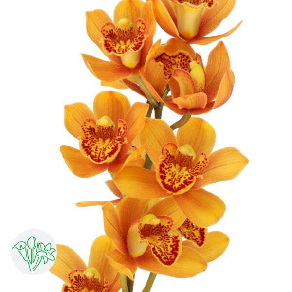 Mini Cymbidium Enzan Forest Majolica