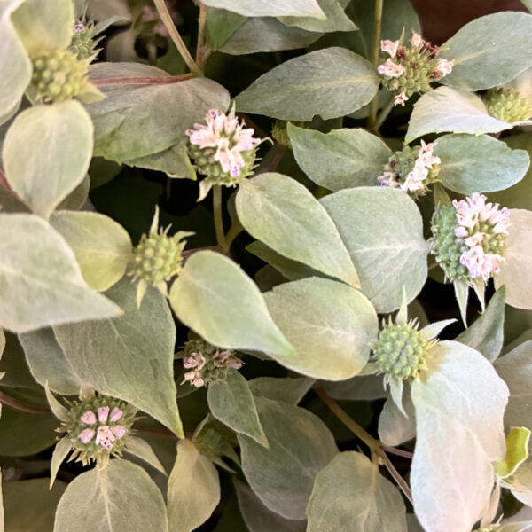 Mountain Mint - Eddy