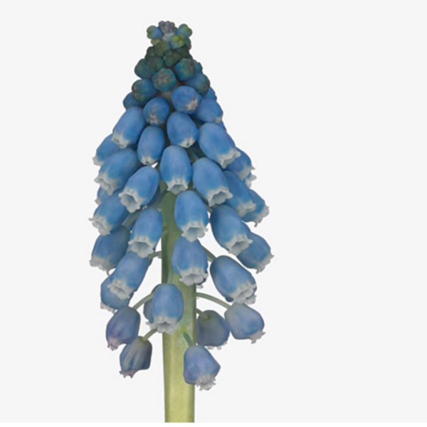 Muscari Carola